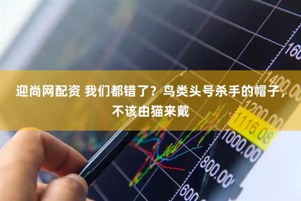 迎尚网配资 我们都错了？鸟类头号杀手的帽子，不该由猫来戴